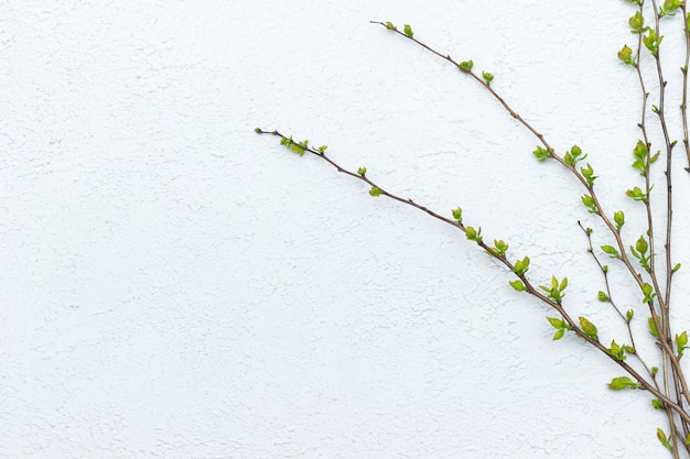 Sprig with young leaves on a light.