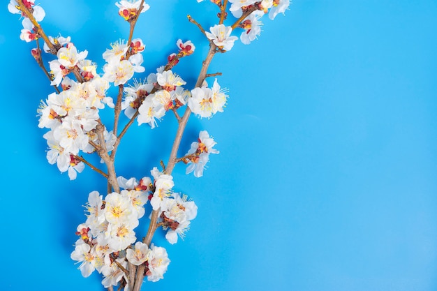Sprigs of the apricot tree with flowers on blue background Flat lay