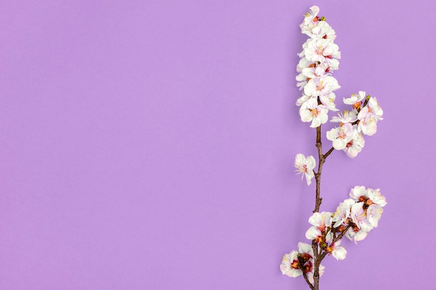 Rametti di albero di albicocca con fiori isolati su sfondo viola