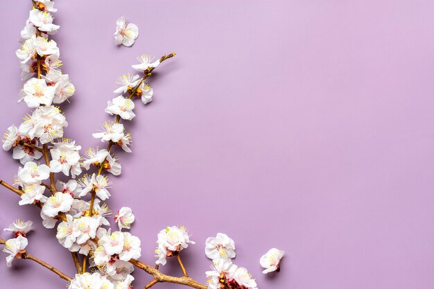 Sprigs of apricot tree with flowers isolated