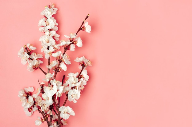 Rametti dell'albero di albicocca con fiori su sfondo rosa