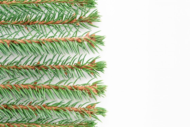 Sprigs of blue spruce lie horizontally in even rows on a white background.