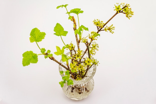 白い背景で隔離の結晶花瓶に緑の葉とスグリの小枝