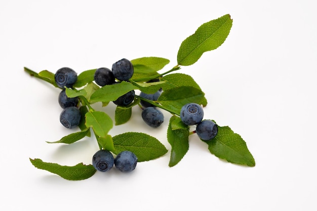 Sprigs of forest blueberries with berries on a white background