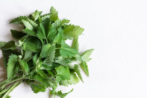 Sprigs of fresh mint. The concept of healthy eating. It is useful to use when brewing tea.