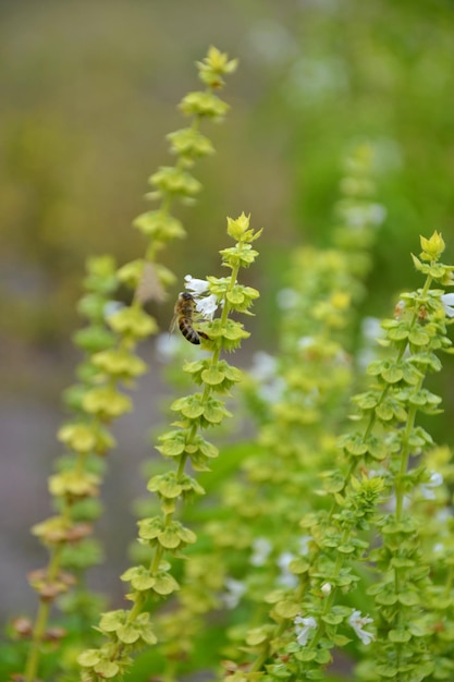 緑の花バジルとハチの小枝
