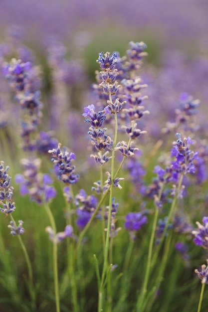 Sprigs of lavender