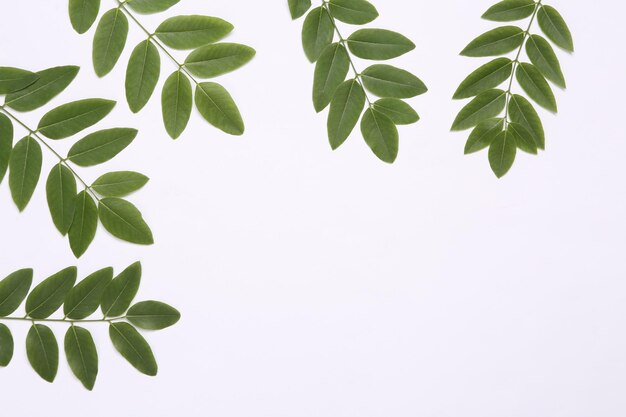 사진 흰색 배경에 녹색 잎의 어린 가지 천연 화장품 개념 복사 공간