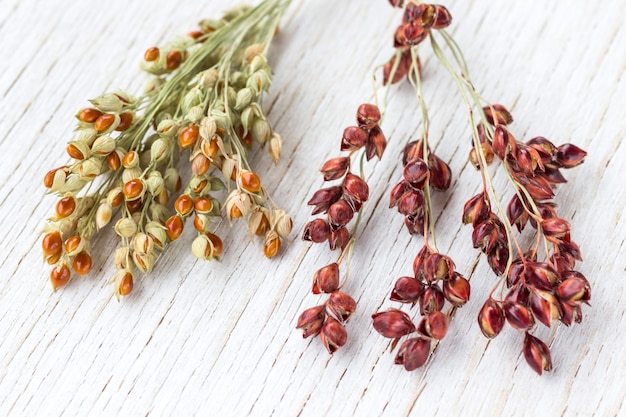 Sprigs of red and yellow millet on white