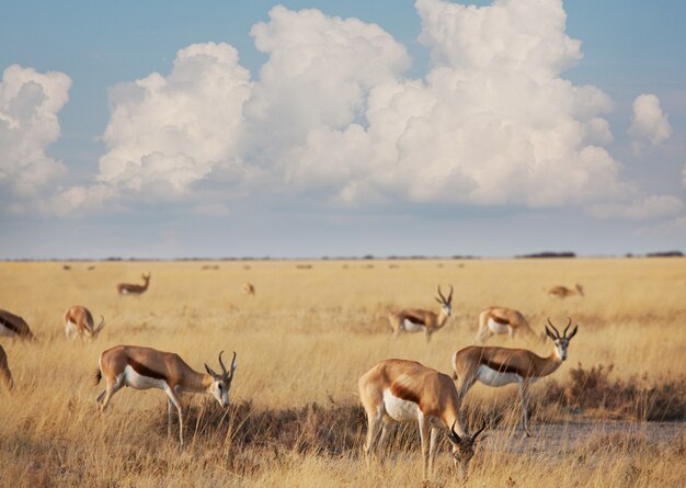 Sprinboks in african prairie, Namibia