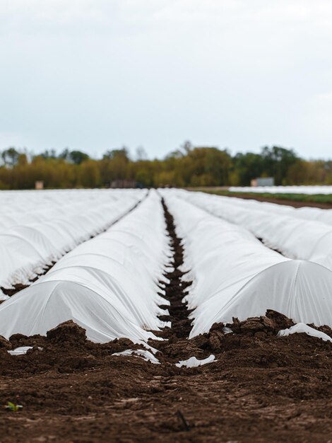 Photo spring agriculture seedling of farm products sprouts in fertilized soil