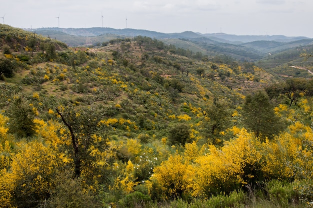 Spring Algarve landscape flora