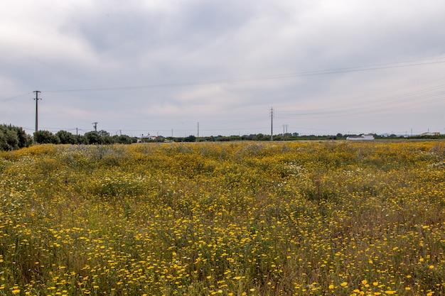 Spring algarve landscape flora