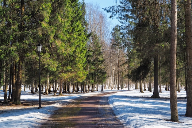 Весенние аллеи в парке в Солнечный день. Аллея в старом парке.