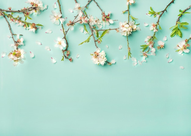 Spring almond blossom flowers over light blue background copy space