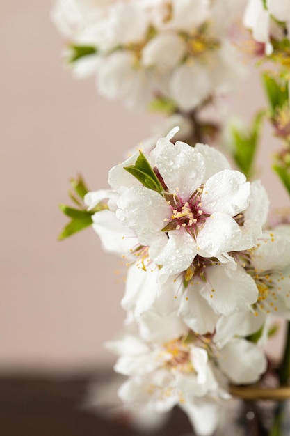 Photo spring almond blossoms vibrant flowers in full bloom