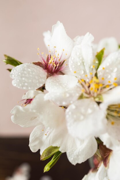 Foto fiori di mandorle primaverili fiori vivaci in piena fioritura