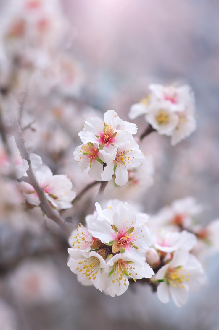 Photo 春のアーモンドの花