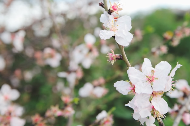 Spring almonds blossoms branch