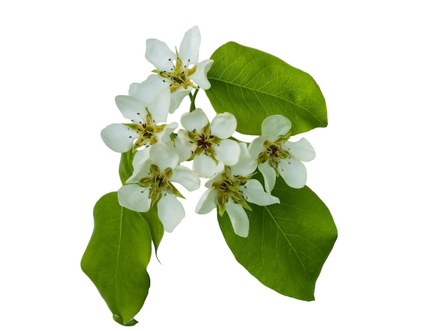 Spring apple flowers and leaves isolated on white background Clipping path