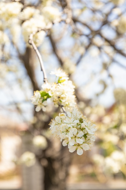 Spring apple tree blossom close up