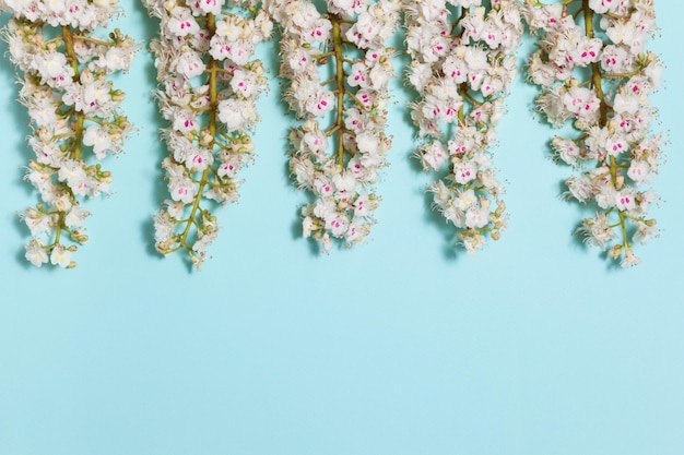 흰색 꽃이 만발한 밤나무 꽃과 텍스트를 위한 빈 공간이 있는 봄 아쿠아 블루 배경
