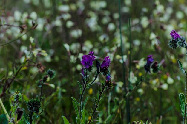 Spring are arrived - wild flowers