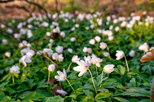 Spring awakening of flowers in forest on background of sunshine