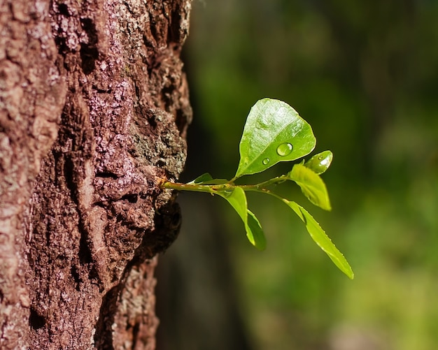 Spring awakening a leaf of a tree dew in the forest