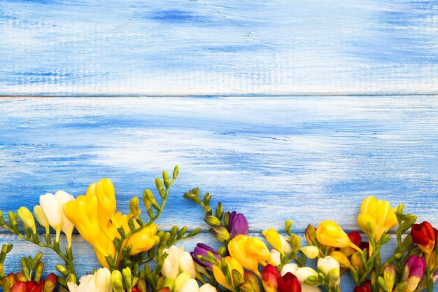 Spring background Beautiful spring freesia flowers on a blue wooden background Colors are white red and blue Place for text closeup