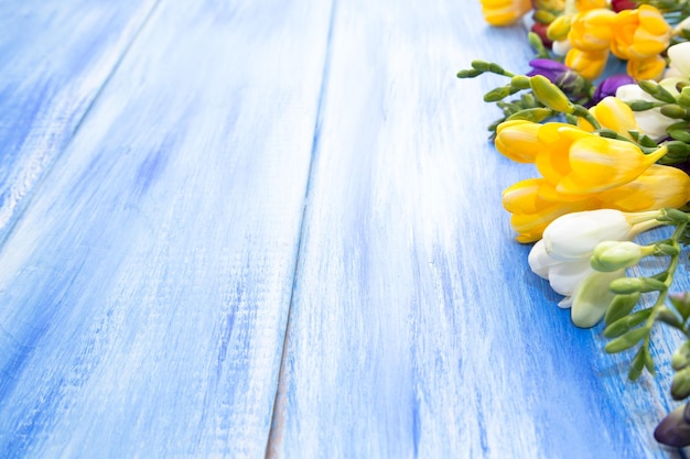 Spring background Beautiful spring freesia flowers on a blue wooden background Colors are white red and blue Place for text closeup