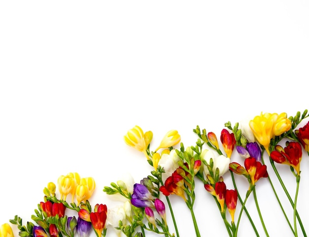 Spring background Beautiful spring freesia flowers on a white background Place for text closeup Romantic background for spring holidays