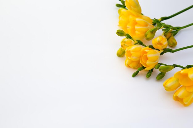 Spring background Beautiful spring freesia flowers on a white background Place for text closeup Romantic background for spring holidays