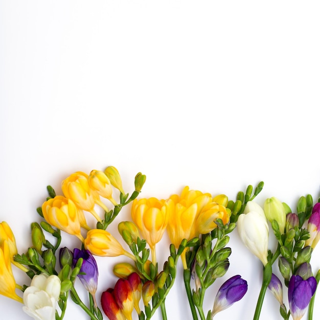 Spring background Beautiful spring freesia flowers on a white background Place for text closeup Romantic background for spring holidays