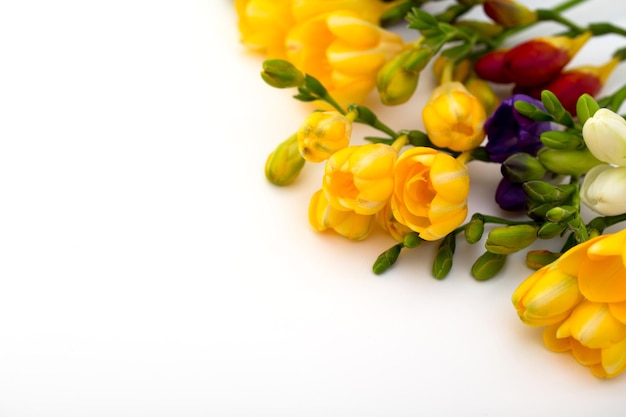 Spring background Beautiful spring freesia flowers on a white background Place for text closeup Romantic background for spring holidays