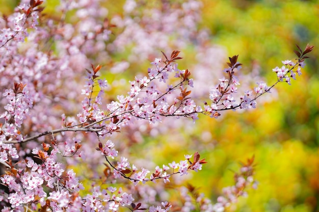 春の花 桜の花 青い空の花 春の桜の花 く木