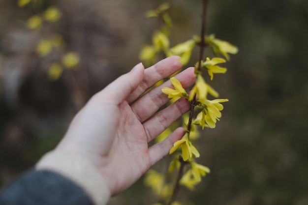 나뭇가지 선택적 초점에 봄 배경 catkins