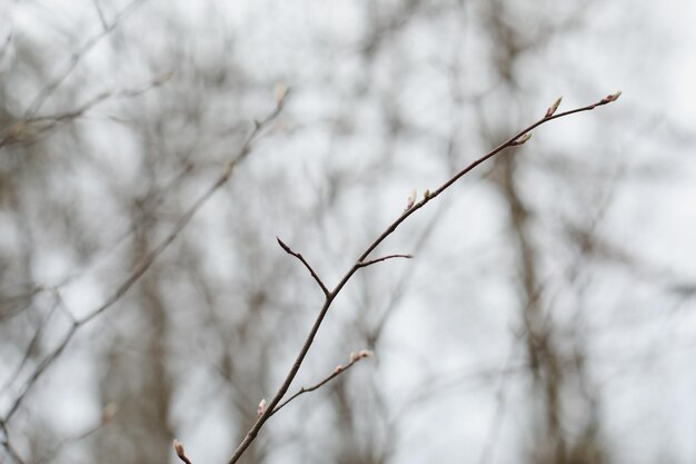 나뭇가지 선택적 초점에 봄 배경 catkins