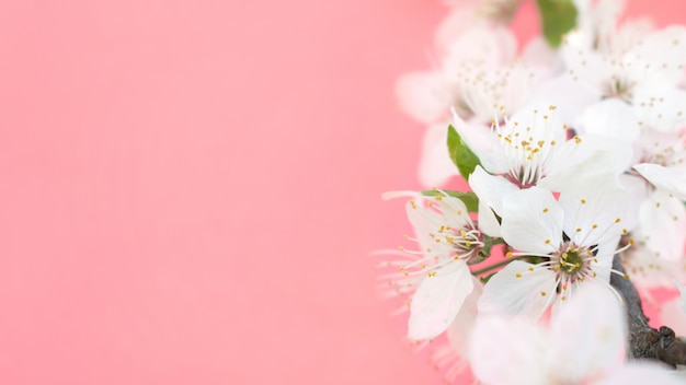 Spring background. Cherry Blossom trees