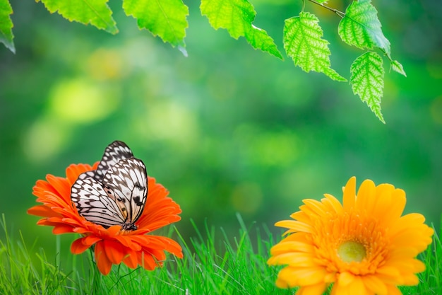 Весенний фон - цветок, трава и бабочка