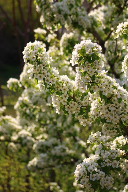 Foto sfondo primavera fiore di pera un albero con fiori bianchi che dice primavera su di esso