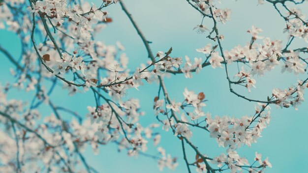 Spring background flowering ornamental purpleleaf plum with white flowers in spring garden