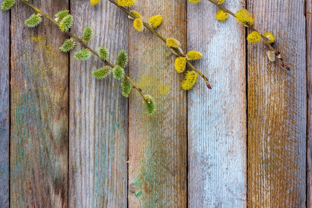 Spring background of flowering willow and dogwood branches on an old wooden background with a copy space