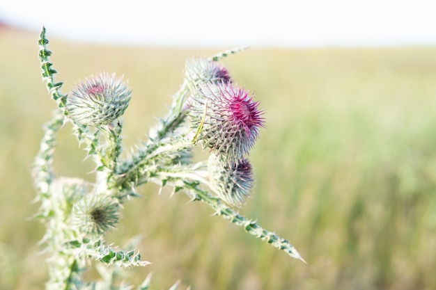 コピースペースでぼやけた緑の背景に春の背景の花のクローズアップ