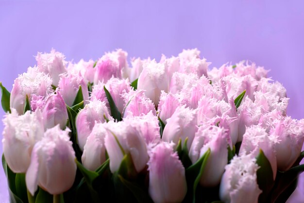 Spring background from Delicate unusual tulips with on a store window for Womens Mothers Day Sale