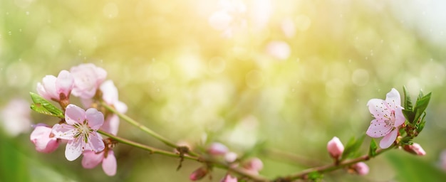 写真 春の背景果樹の花長いバナー