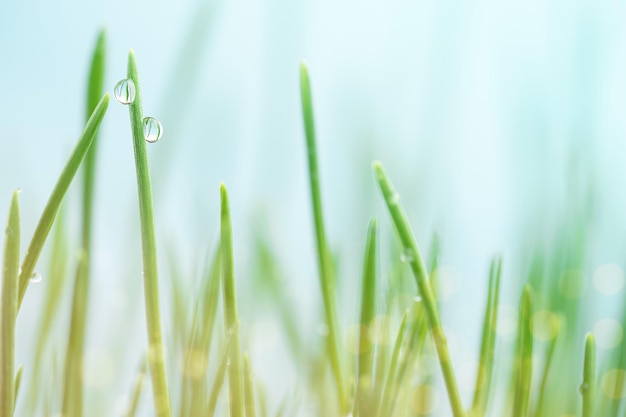 Spring background of grass with dew drops and defocused lights