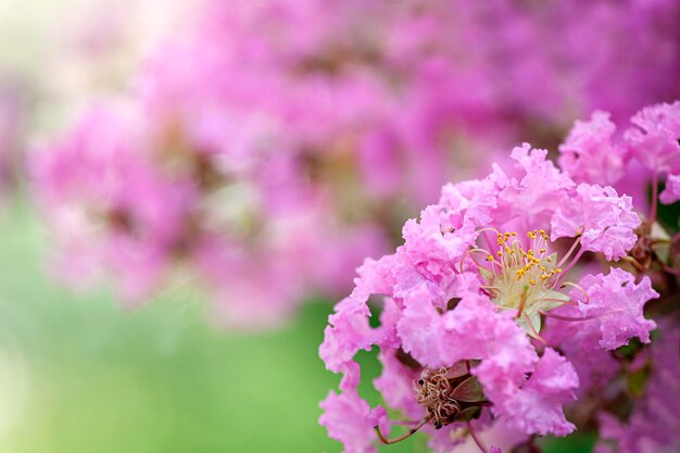 春の背景ライラックの花のクローズアップとぼやけた背景