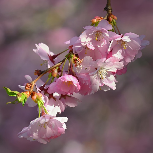 Весенний фон Розовые вишни на дереве под голубым небом Красивые цветы сакуры весной в парке