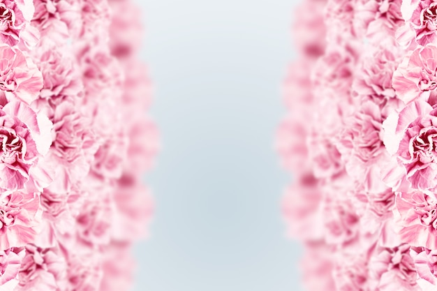 Spring background, pink, red and white carnations on a light background